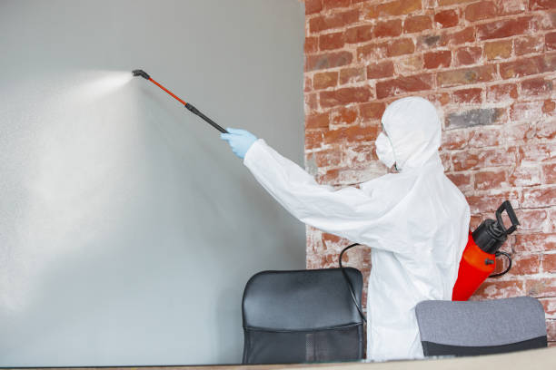 Best Basement Mold Removal  in Burlington, WI