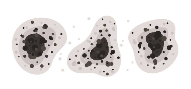 Mold Documentation for Insurance Claims in Burlington, WI